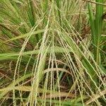 Image result for Phacelurus