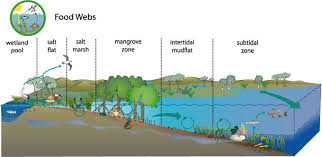 Found 49 sentences matching phrase freshwater food web.found in 8 ms. Food Webs Ozcoasts