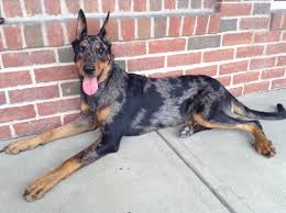 We did not find results for: Beauceron Dog Breed Information And Pictures