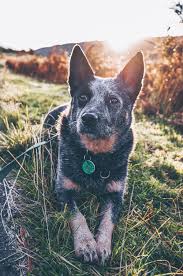 Australian cattle dog vectors (58). Australian Cattle Dog Pictures Download Free Images On Unsplash