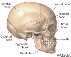 At birth a newborn baby. Head And Face Reconstruction Information Mount Sinai New York