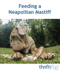 Feeding A Neapolitan Mastiff Thriftyfun