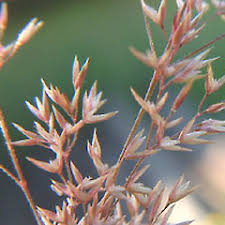 Image result for Agrostis isopholis