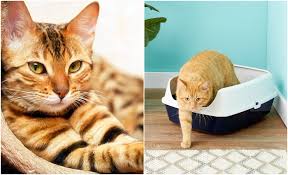 Video yang menakjubkan lain dari kucing dan anak kucing mengeong untuk mengganggu kucing dan anjing. Kucing Comel Buzzkini