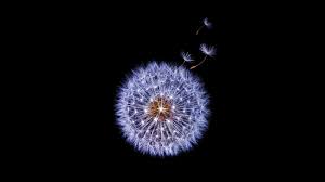 Maybe you would like to learn more about one of these? Dandelion Flower Samsung Galaxy S9 Stock 4k Wallpapers Hd Wallpapers Id 23197