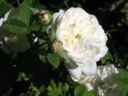 But we also use water to produce food, clothing, build things like computers and cars, and for sanitation, to another problem is that the amount of fresh water on the planet has remained relatively constant many experts believe that the only way to make widespread desalination workable is to. The Best And Most Fragrant Roses For Making Rose Water And Potpourris Dengarden