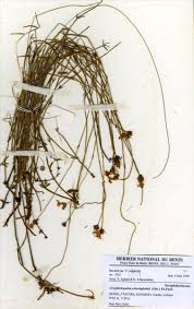 Image result for Crepidorhopalon schweinfurthii