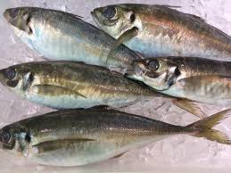 釣りで人気な夏の魚 鯵 アジ 豊予海峡の関アジ千葉の黄金アジがブランド魚で有名 岐阜 グルメ ブログ 旬の魚や野菜 食材情報