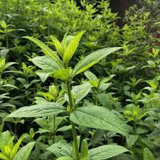Image result for Lippia abyssinica