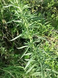 Image result for Erigeron sumatrensis