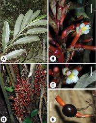 Image result for Antrophyum mannianum