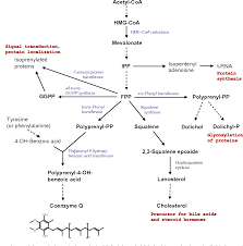 Coenzyme q 10 deficiency can be primary or secondary to other inherited neurogenetic disorders. Coenzyme Q Biosynthesis And Functions Semantic Scholar