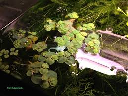 Image result for Phyllanthus retinervis