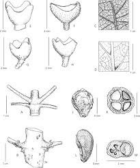 Image result for Premna velutina