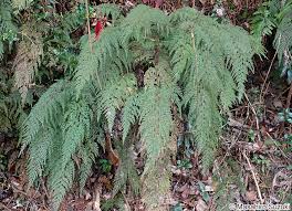 Image result for Odontosoria africana