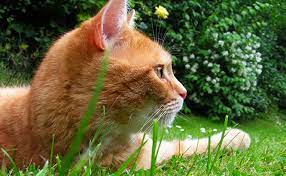 What plants deter cats from garden. Reclaim Your Flowerbed With Plants That Deter Cats