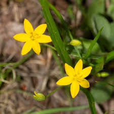 Image result for Hypoxis nyasica