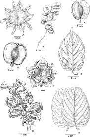 Image result for Gouania tiliifolia