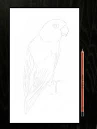 Download gambar sketsa lovebird koran madura docslide br gambar. Lukisan Burung Lovebird Dengan Memakai Pensil Dan Kuas Kecil Steemit