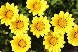Die blumen machen den garten, nicht der zaun. Gelbe Fruhlingsblumen Fur Garten Und Balkon Sonnige Arten Und Pflegetipps Fresh Ideen Fur Das Interieur Dekoration Und Landschaft