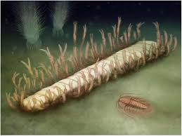 Image result for Rhaptopetalum evrardii