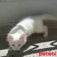 ucretsiz kedi sahiplenme ilanlari kedi yavru kediler atlar