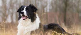 Maybe you would like to learn more about one of these? Border Collie Puppies For Sale Greenfield Puppies