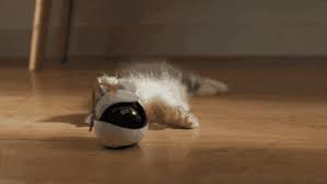 ebo the smart robot companion for your cat by ebo kickstarter oyuncak