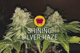 Image result for Silver Haze 1968 Imperial