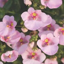 Image result for Diascia