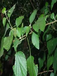 Image result for Acalypha fruticosa