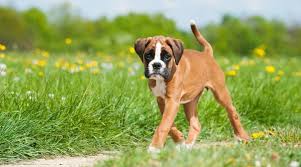 Boxer Breed Information Traits Facts Temperament More