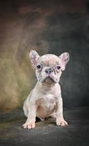 These cuties are family raised and get lots of snuggles and kisses daily from children. French Bulldog Puppies For Sale Lancaster Puppies