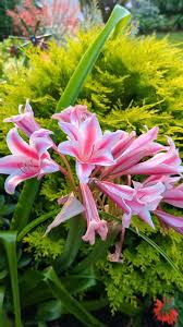 Image result for Crinum harmsii