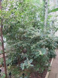 Image result for Maesa