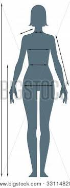 I made this basic guide for male and female body proportions according to andrew loomis () for. Diagrams Female Body Vector Photo Free Trial Bigstock