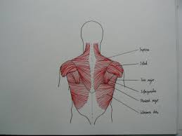 Anatomy chart courtesy of fcit the latissimus dorsi muscles (also known as the lats) are the largest muscles of the back. Ivan Kay On Twitter For 18th Of Inktober2017 Superficial Back Muscles Anatomy Inktober Trapezius Latissimus