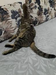Serpil Mermaid Adli Kullanicinin Kedi Gibi Yar Olmaz Panosundaki Pin Kedi