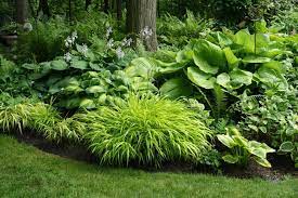 Check spelling or type a new query. Cap S Garden The Hosta Geek