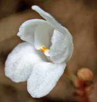 Image result for Didymoplexis