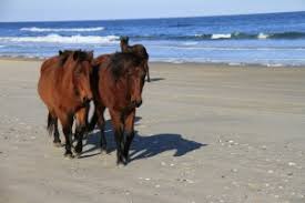 Tour with us to find the outer banks wild corolla spanish mustang horses and discover some of the most unique sights. Currituck Outer Banks Blog Best Ways To See The Corolla Wild Horses