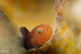 Image result for Rinorea elliptica