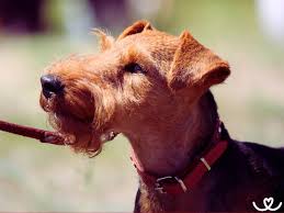 Image result for velšteriér