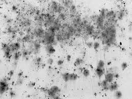 Laden sie black mold and mildew spots on the ceiling or wall due to poor air ventilation and high humidity. How To Get Rid Of Mold On Walls Permanently Oh So Spotless