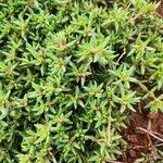 Image result for Portulaca foliosa