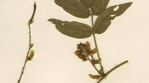 Image result for Ophrestia