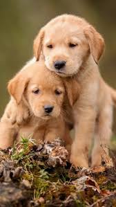 Engin Emin Isik Golden Retriever Ev Kopekleri Yavru Kopek