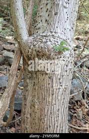 Image result for Obetia