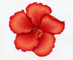 Prismacolor Color Pencils Tutorial Prismacolor On Stonehenge Color Pencil Drawing Color Pencil Art Flower Art