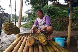 Pemilik dusun durian kampung juga harus diberi ruang untuk merasa kembali nikmat rezeki dari dusun durian mereka yang telah lama merajuk. Yuk Berburu Durian Nan Legit Di Desa Pentur Boyolali
